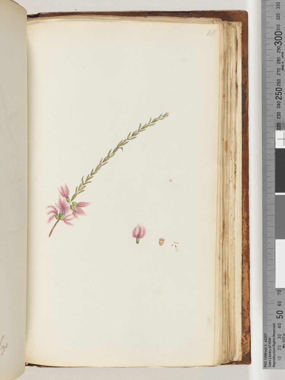 Página 188. Planta não identificada de Unknown artist