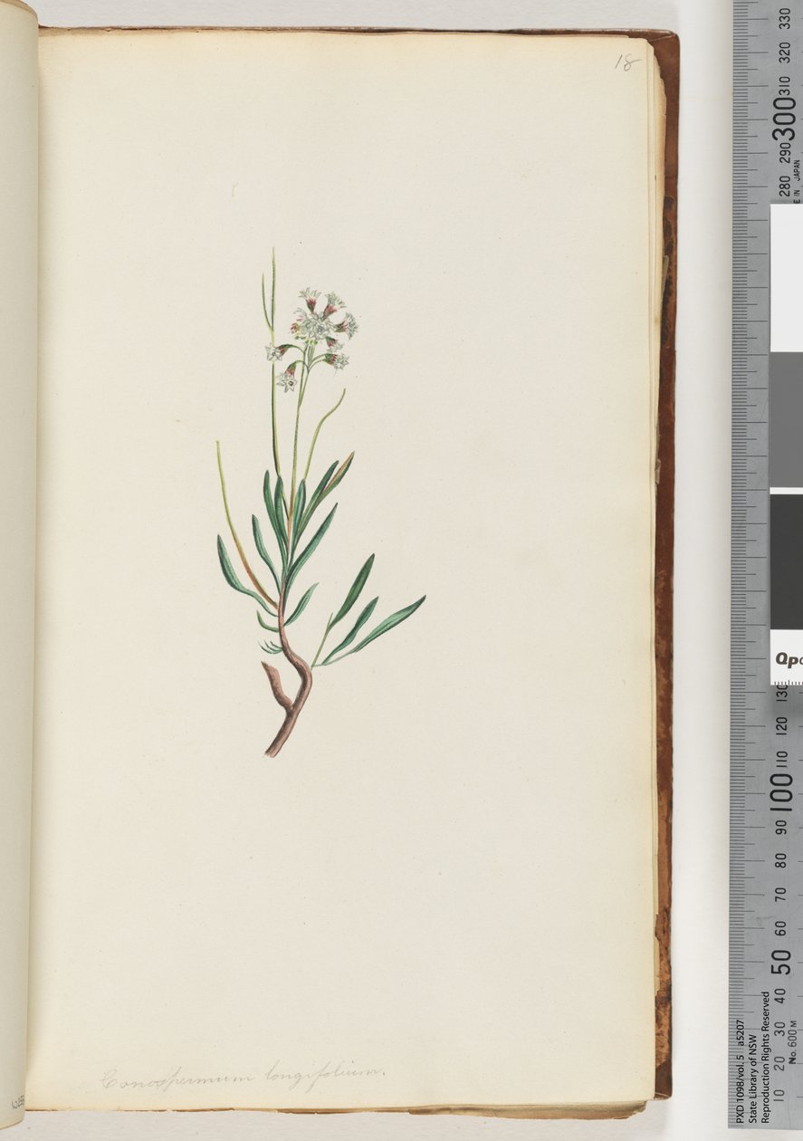Página 18. Conospermum longifolium Conesos de folha longa de Unknown artist