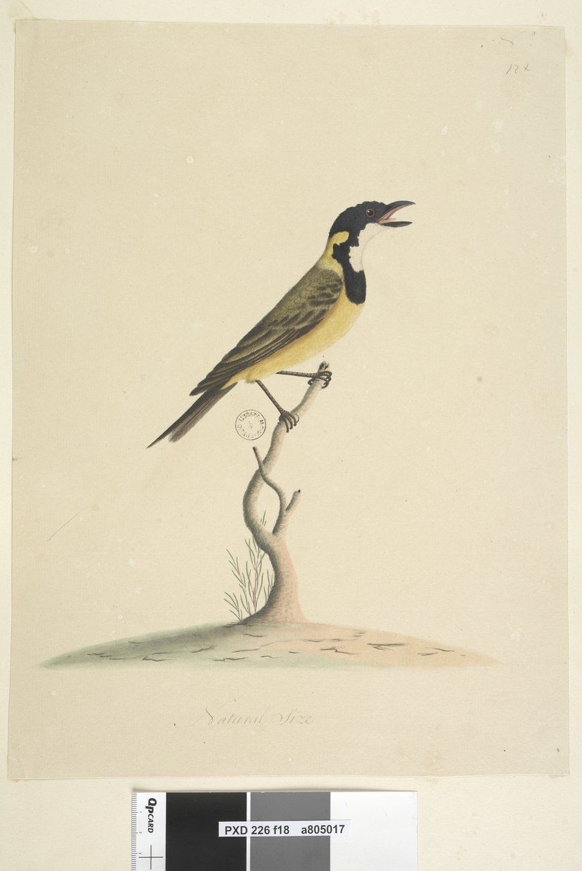 Página 18. Golden Whistler Pachycephala pectoralis de tamanho natural, macho, 1791-92 de Unknown artist