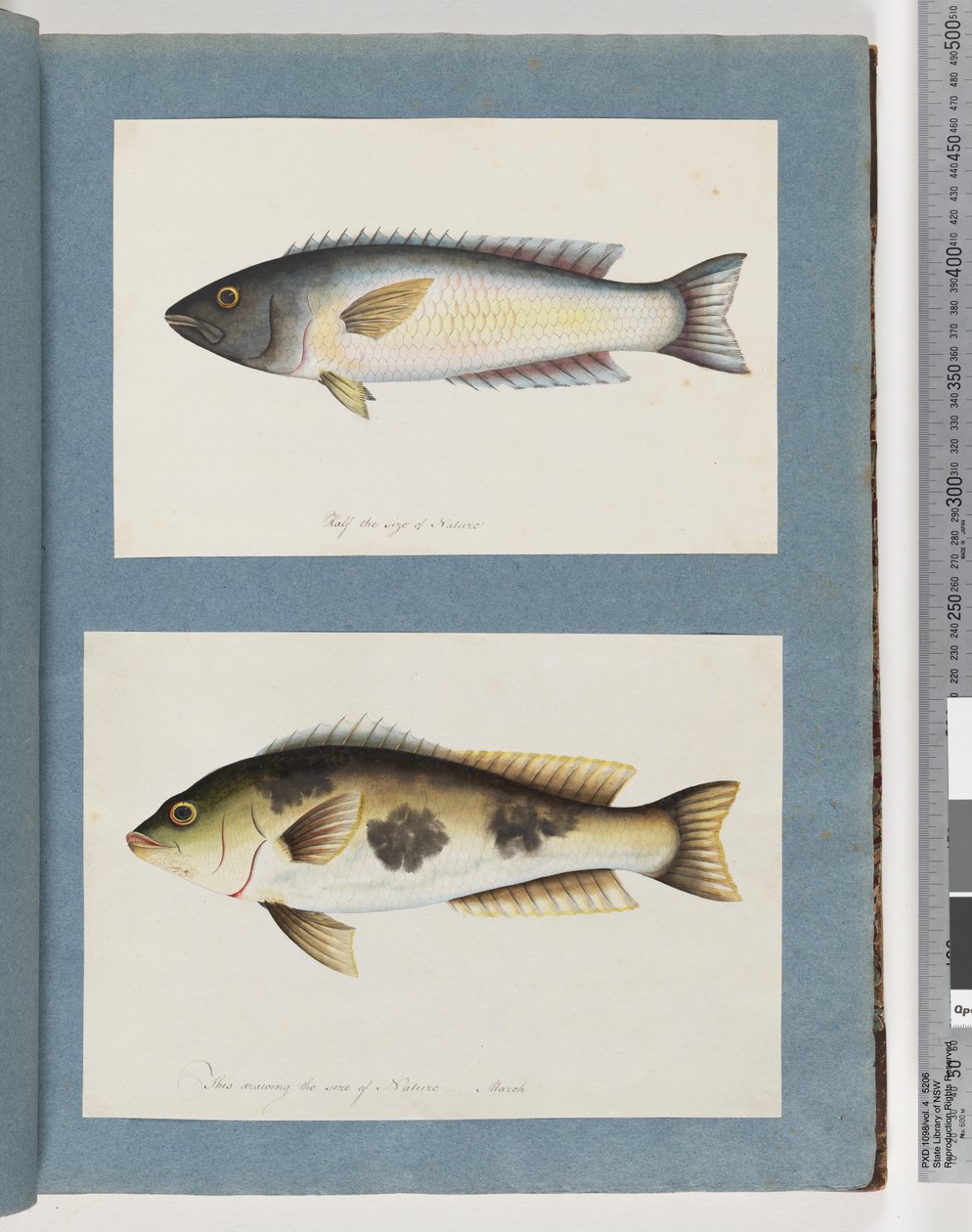 Página 18. Peixes não identificados.19. Peixe não identificado de Unknown artist