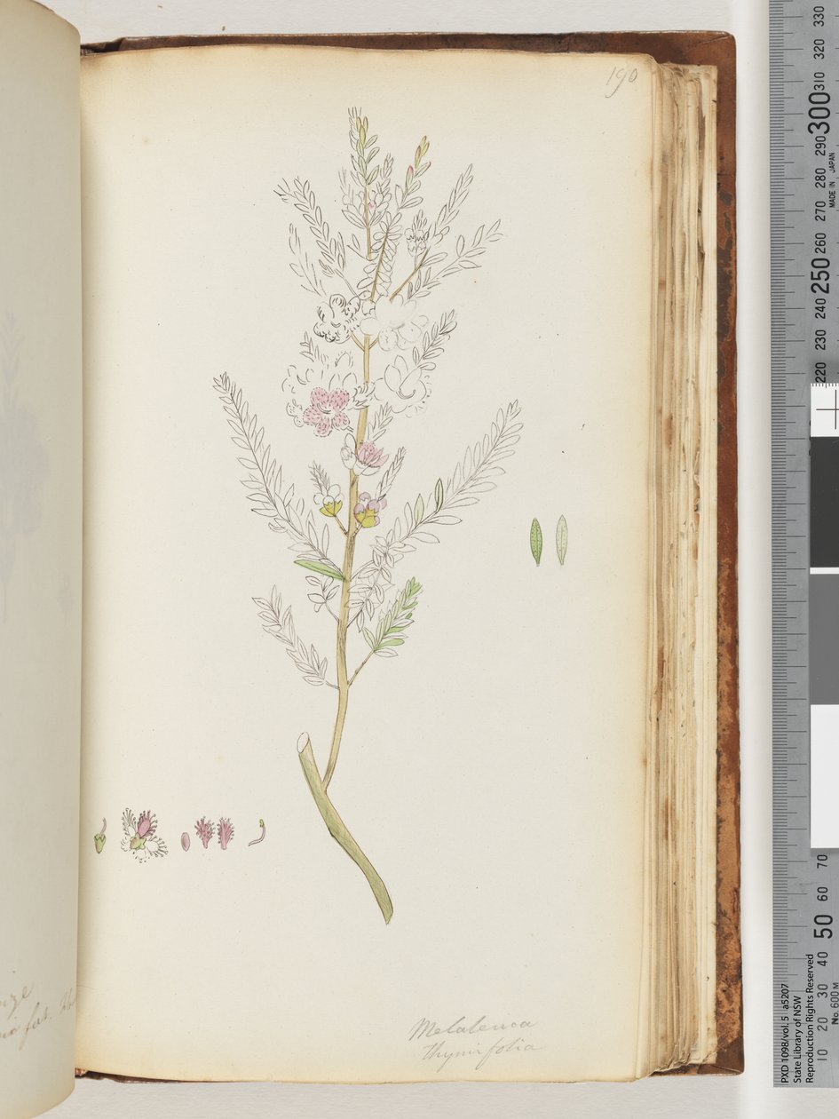 Página 190. Melaleuca timifolia - Tomilho Mel de murta de Unknown artist