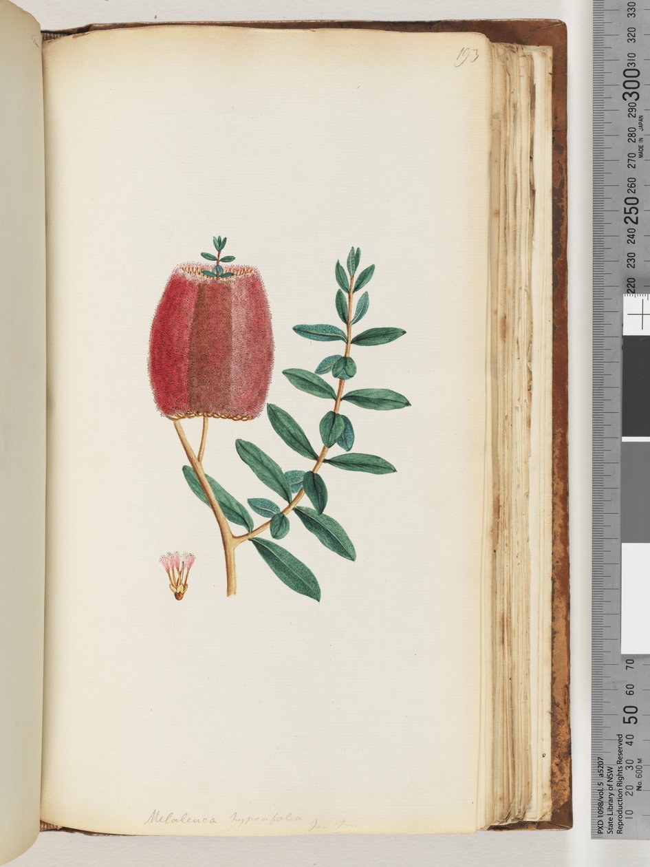 Página 193. Melaleuca hipecifolia - murta mel vermelha de Unknown artist
