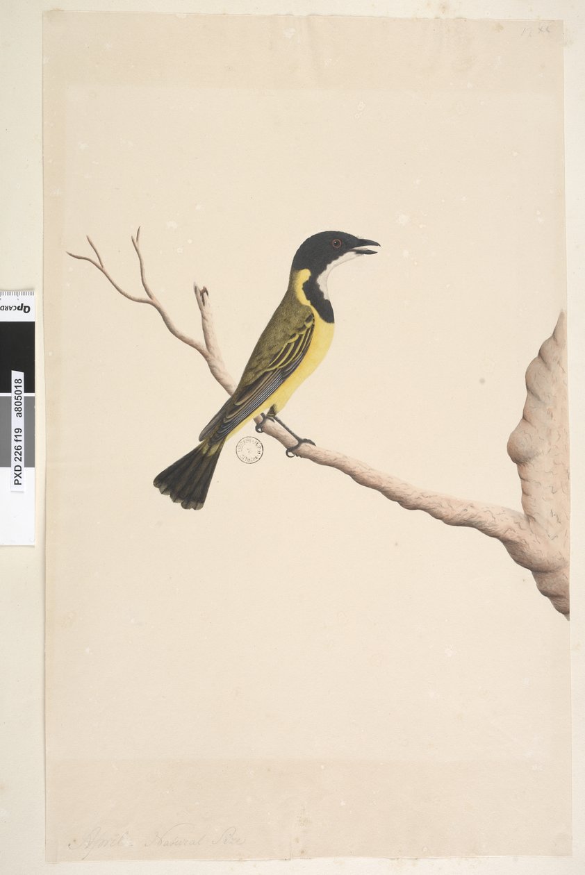 Página 19. Abril. Golden Whistler Pachycephala pectoralis, tamanho natural, masculino, 1791-92 de Unknown artist