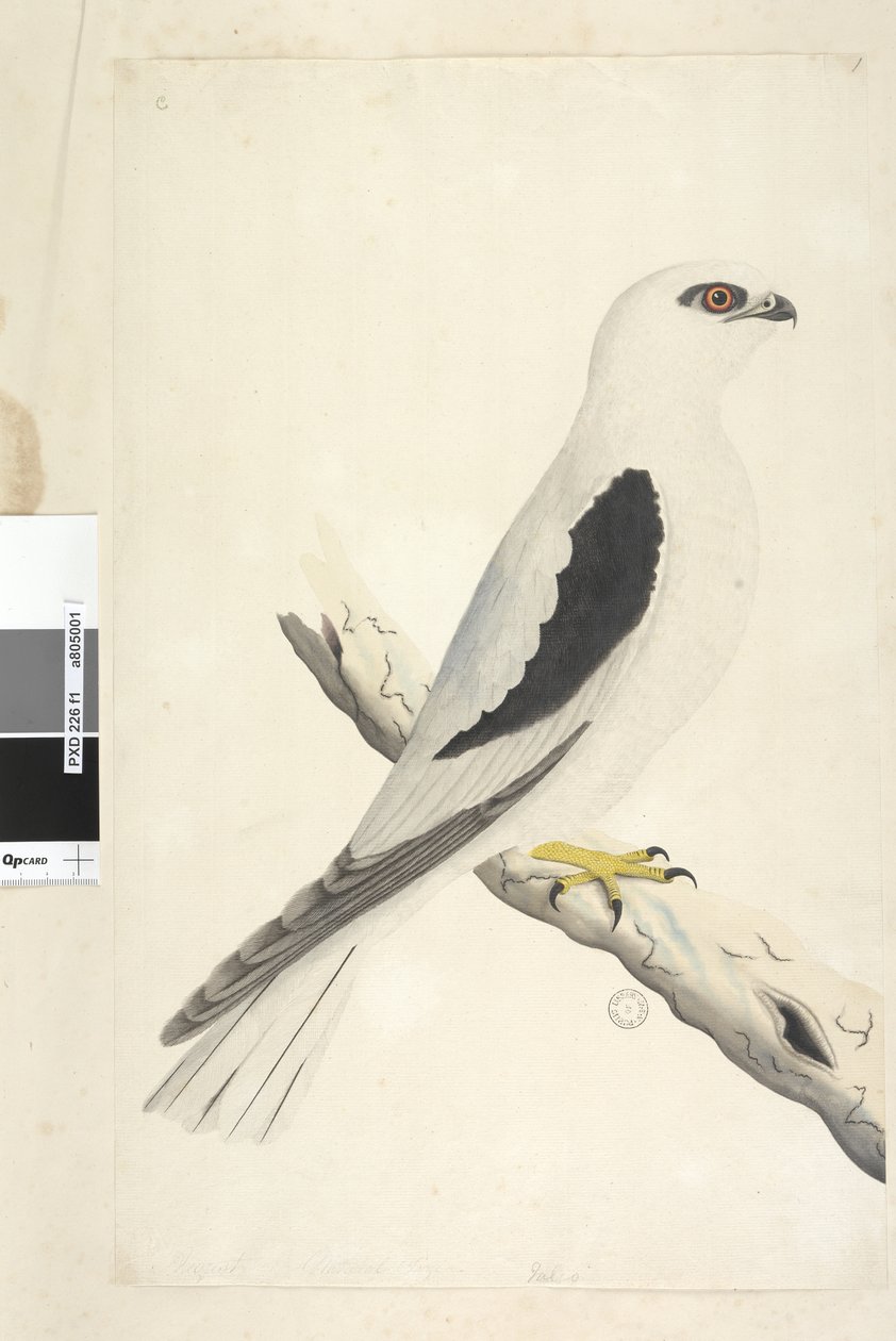 Página 1. Falco, avistado em Augustat inferior esquerdo em tamanho natural de mão diferente de agosto. Milhafre-preto Elanus axillaris Elanus notatus, 1791-92 de Unknown artist