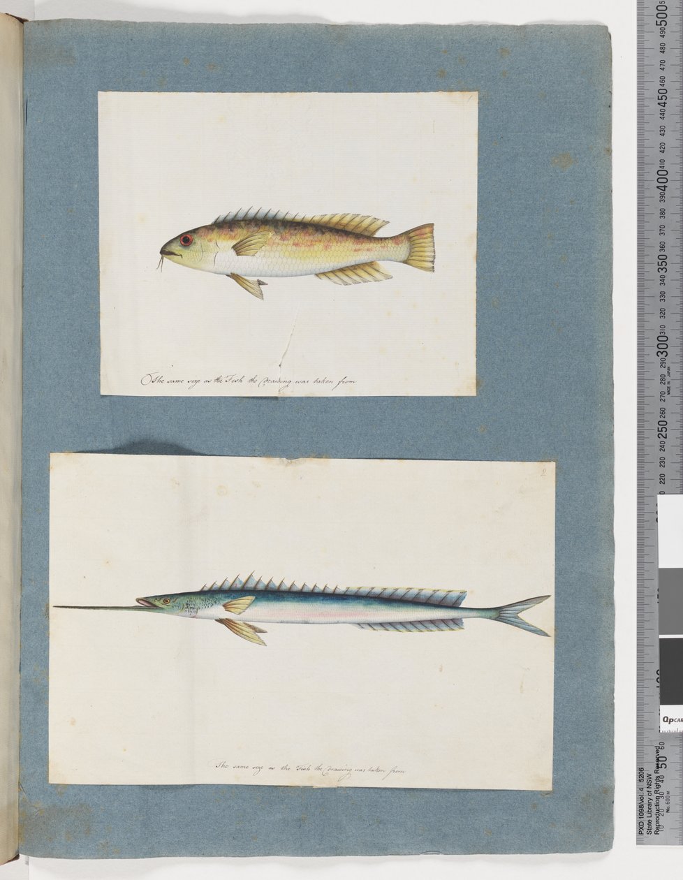 Página 1. Peixes não identificados. 2. Peixes não identificados (aguarela sobre papel) de Unknown artist