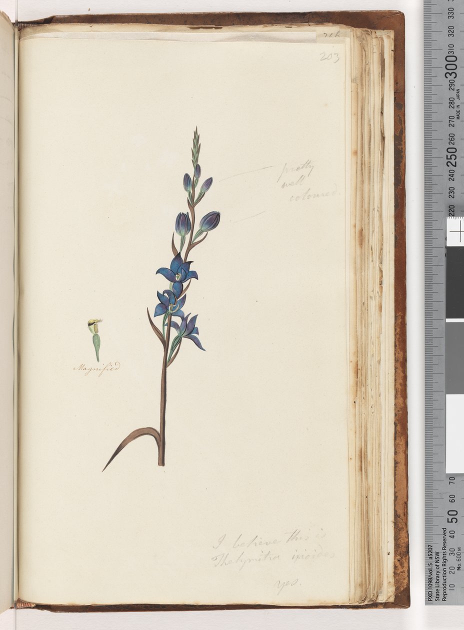 Página 203. Acredito que seja Thelymitra ixioides - Spotted Sun Orchid de Unknown