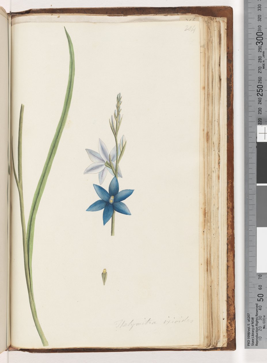 Página 204. Thelymitra ixiodes - Spotted Sun Orchid de Unknown artist