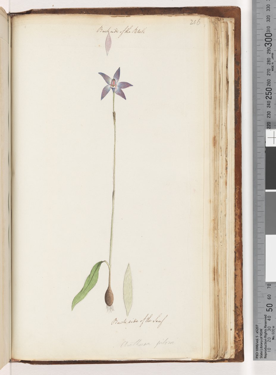 Página 206. Parte de trás das pétalas. Parte traseira da folha. Arethusa pilosa - orquídea labial de cera de Unknown artist