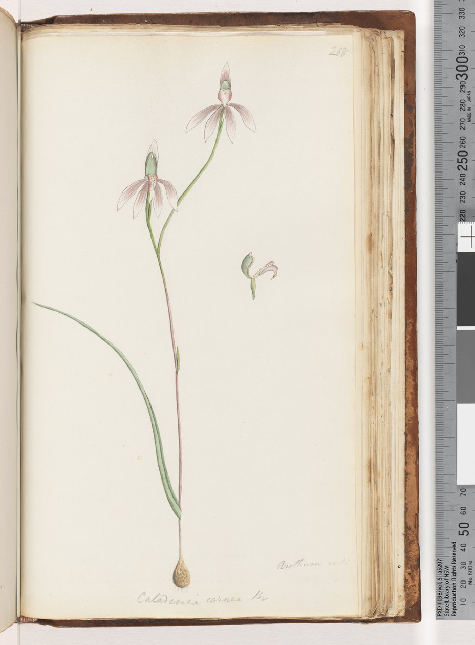 Página 208. Arethusa certe Caladenia carnea Br - Orquídea Pink Fingers de Unknown artist