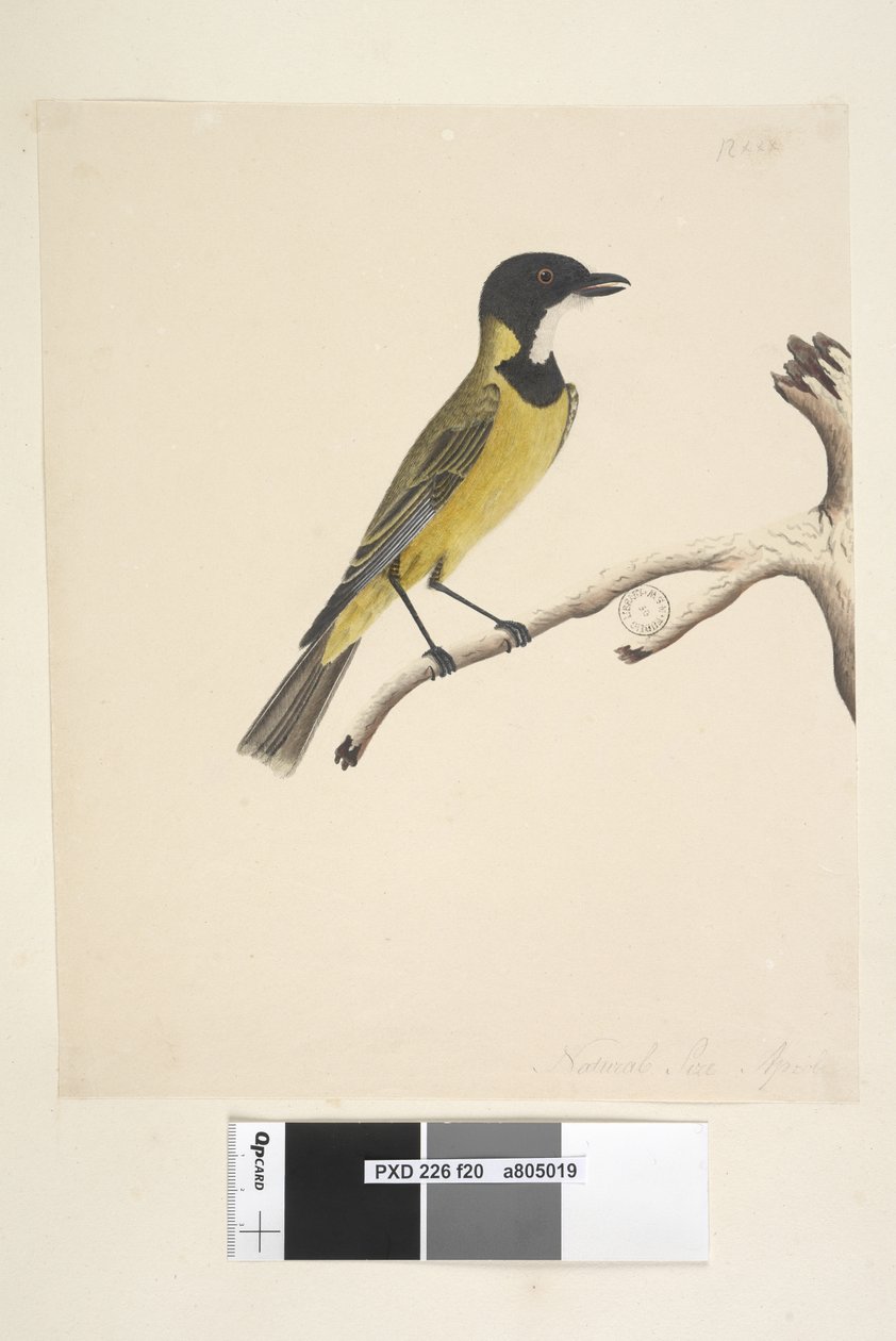 Página 20. Tamanho natural. April Golden Whistler Pachycephala pectoralis, sexo masculino, 1791-92 de Unknown artist