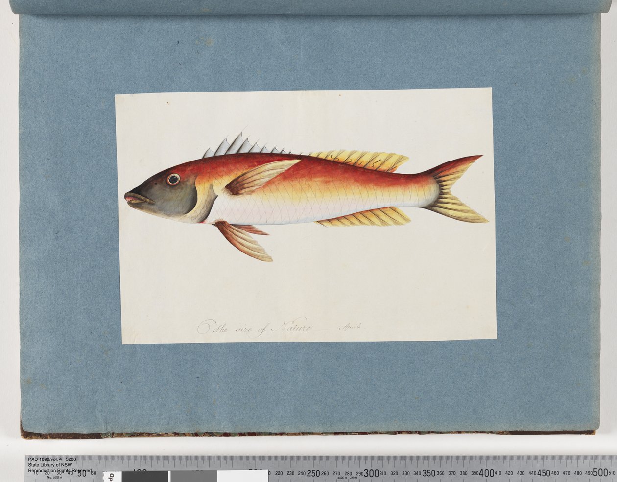Página 20. Peixes não identificados de Unknown artist
