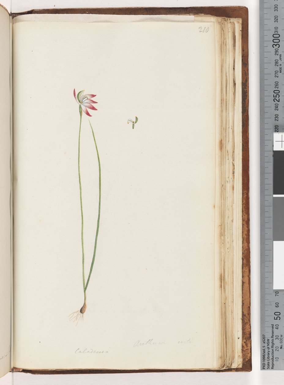 Página 210. Arethusa tem certeza - Caladenia de Unknown artist
