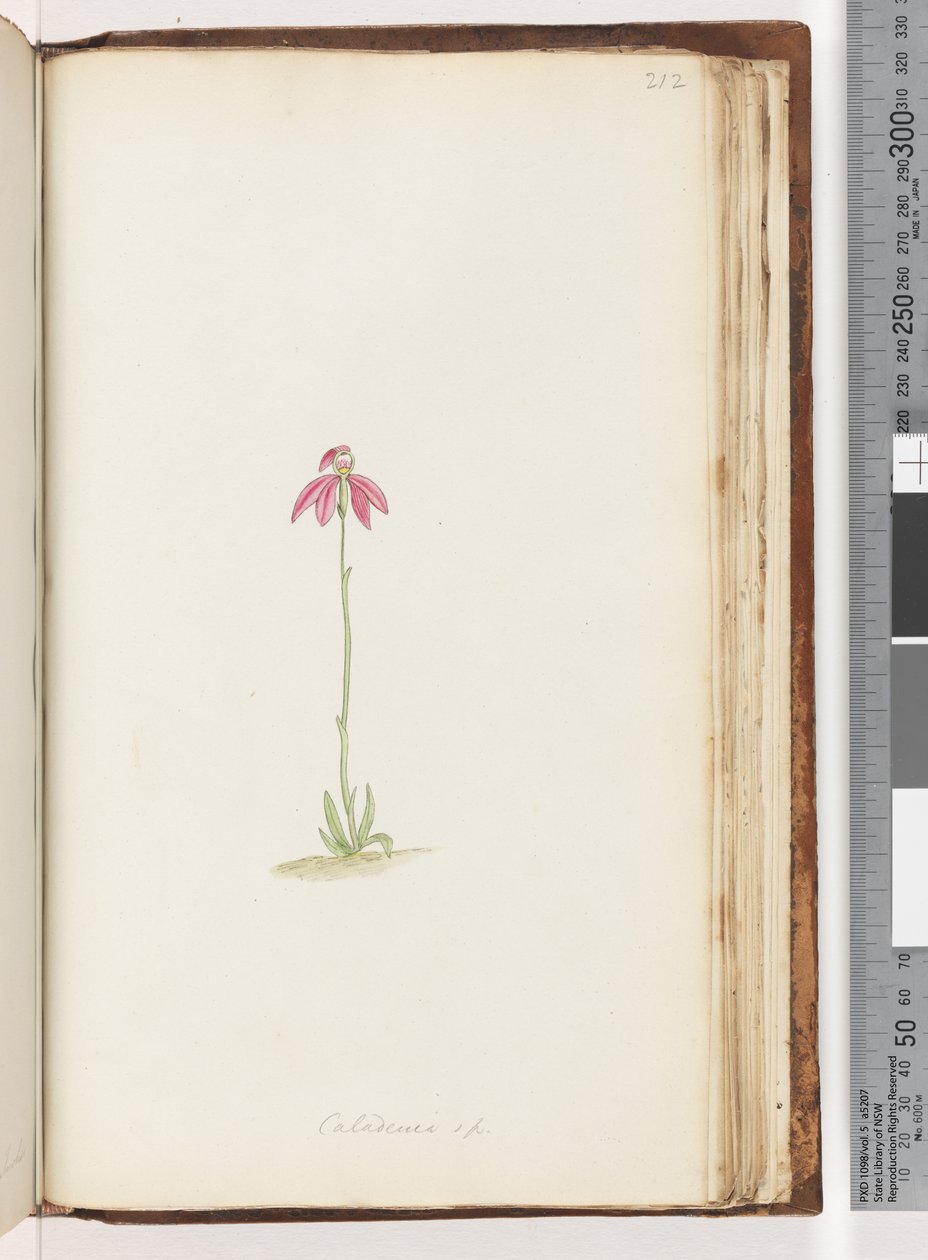 Página 212. Caladenia sp de Unknown artist