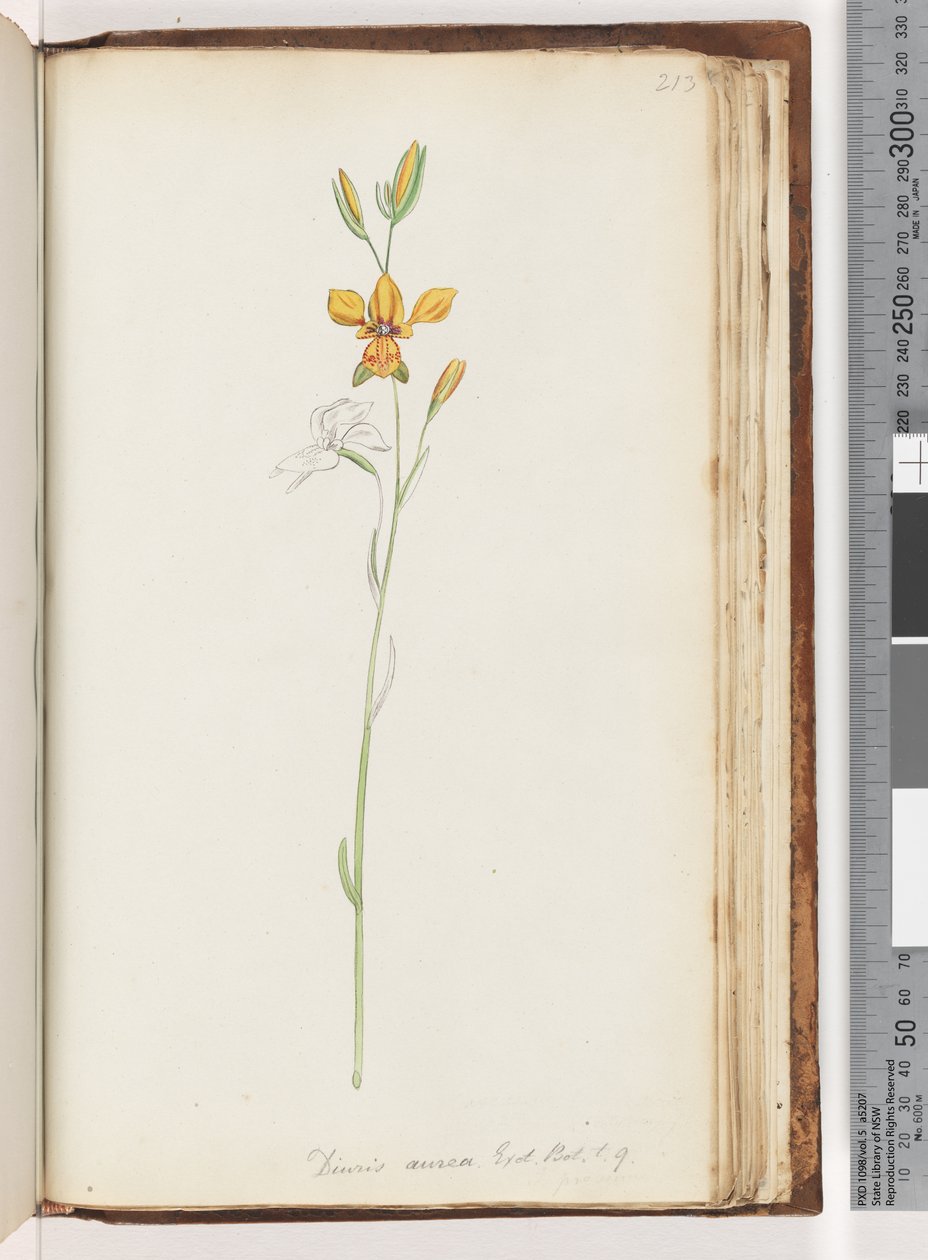 Página 213. Diuris aurea. Exot. Robô. t. 9. Golden Donkey Orchid de Unknown artist