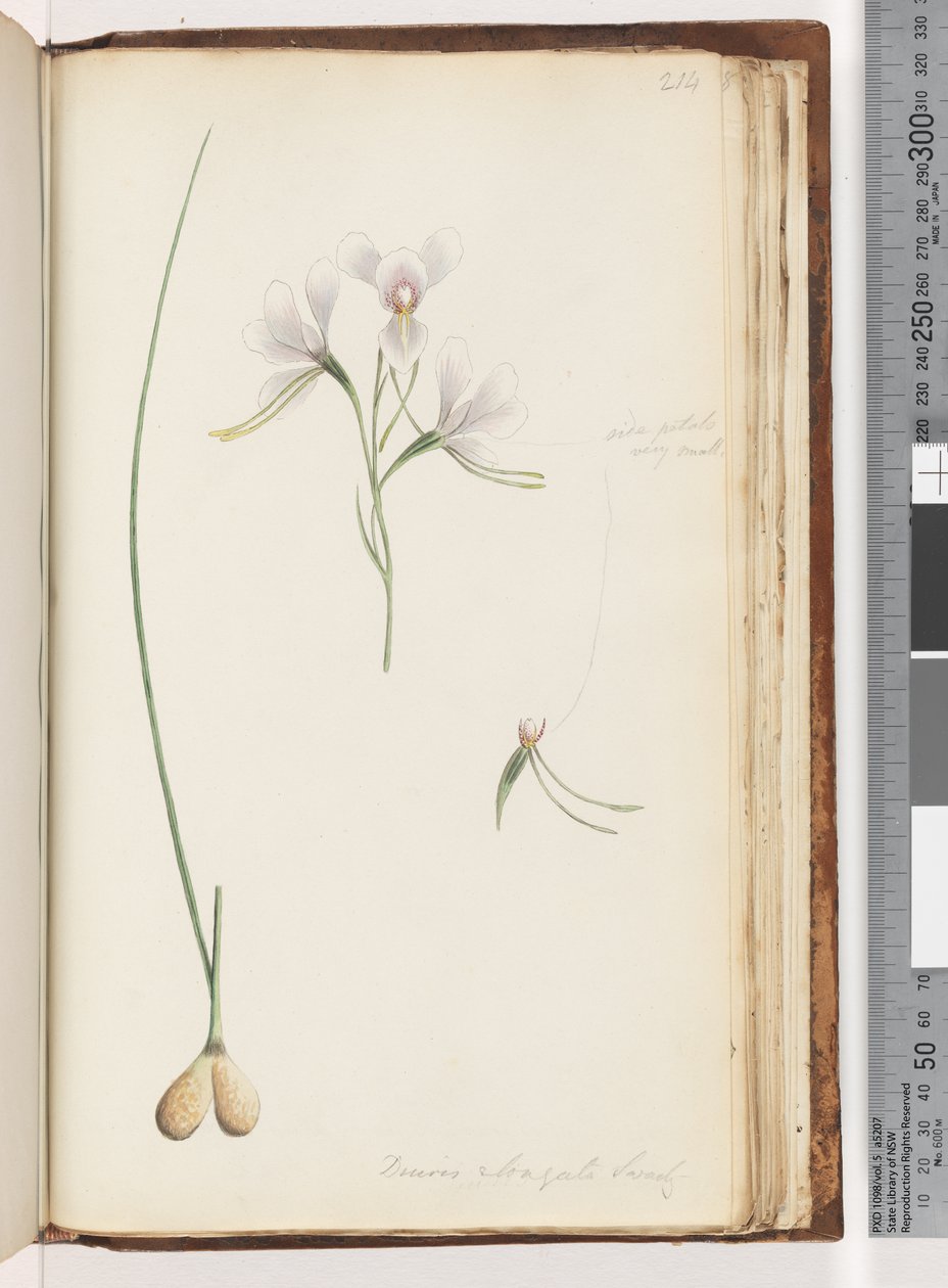 Página 214. Diuris elongata Saracty Orquídea roxa do burro de Unknown
