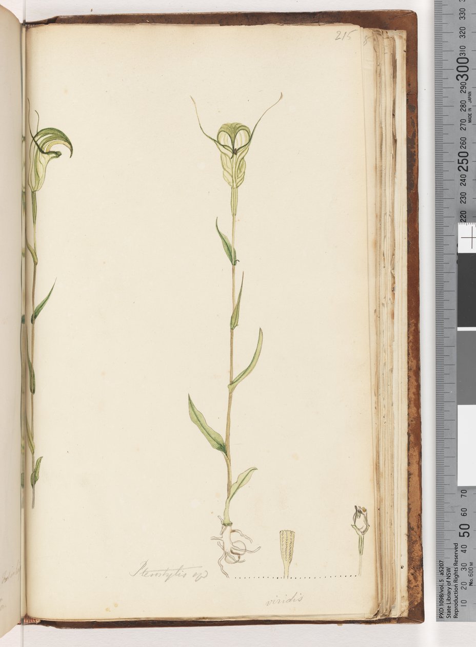 Página 215. Pterostylis op - green de Unknown artist