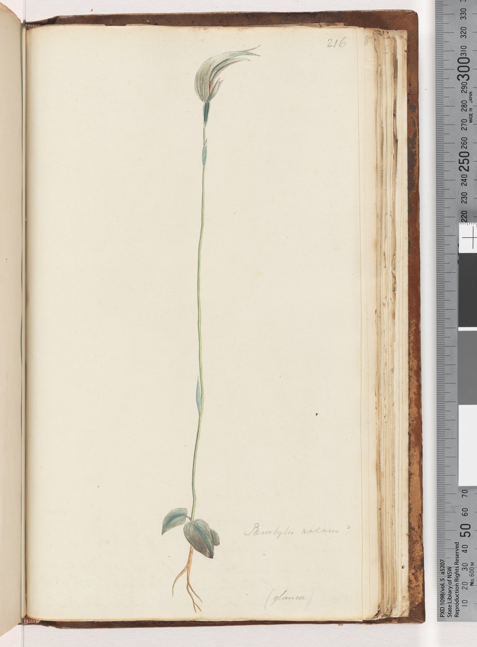 Página 216. Pterostylis nutans - de Unknown artist