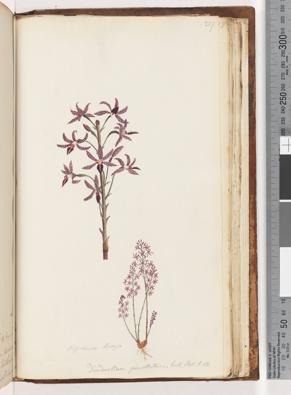 Página 217. Dipodium Brown - Dendrobium punctatum. Exot. Robô. t. 12. Hyacinth Orchid de Unknown artist