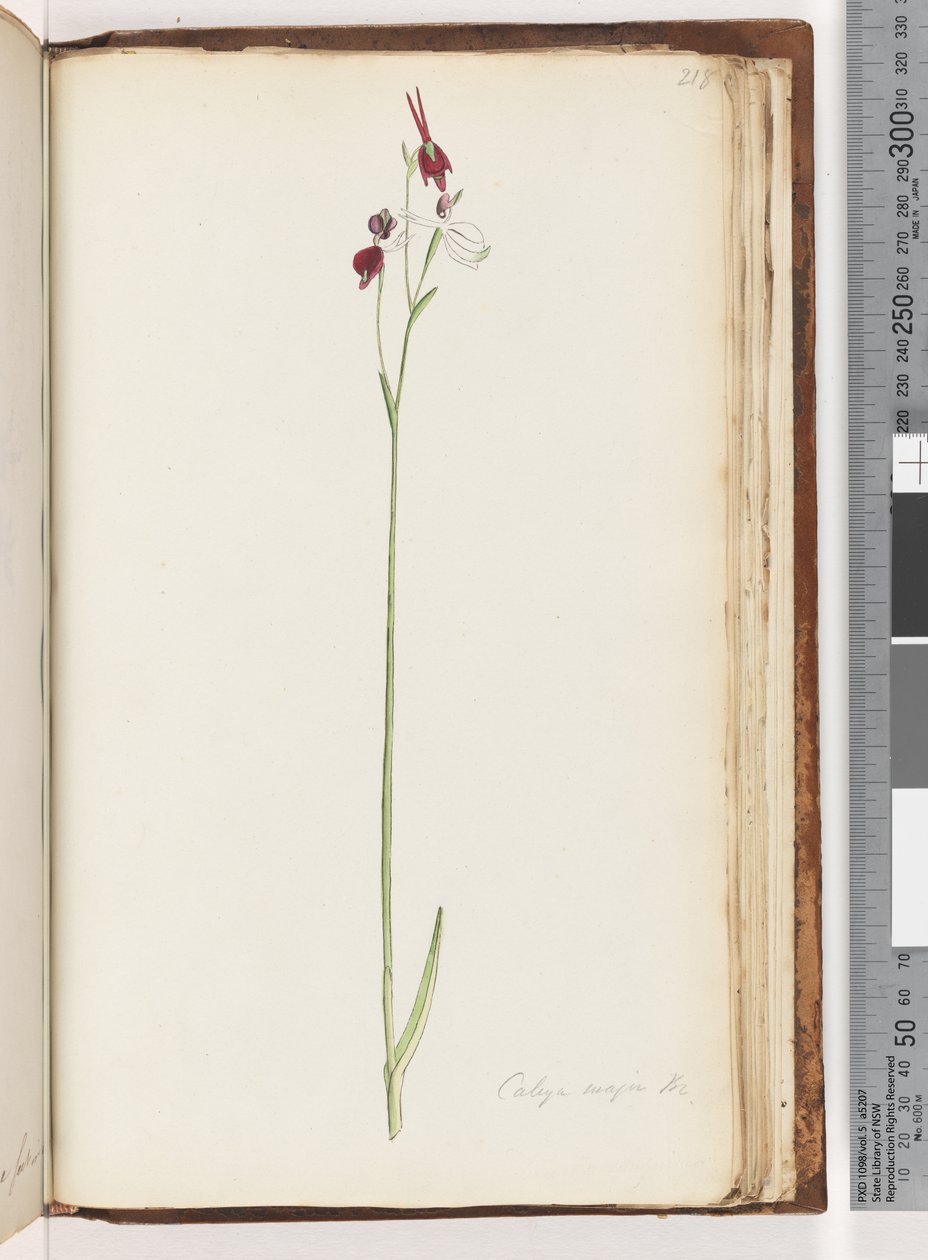 Página 218. Caleya major Br. Pato Orquídea Voador de Unknown artist