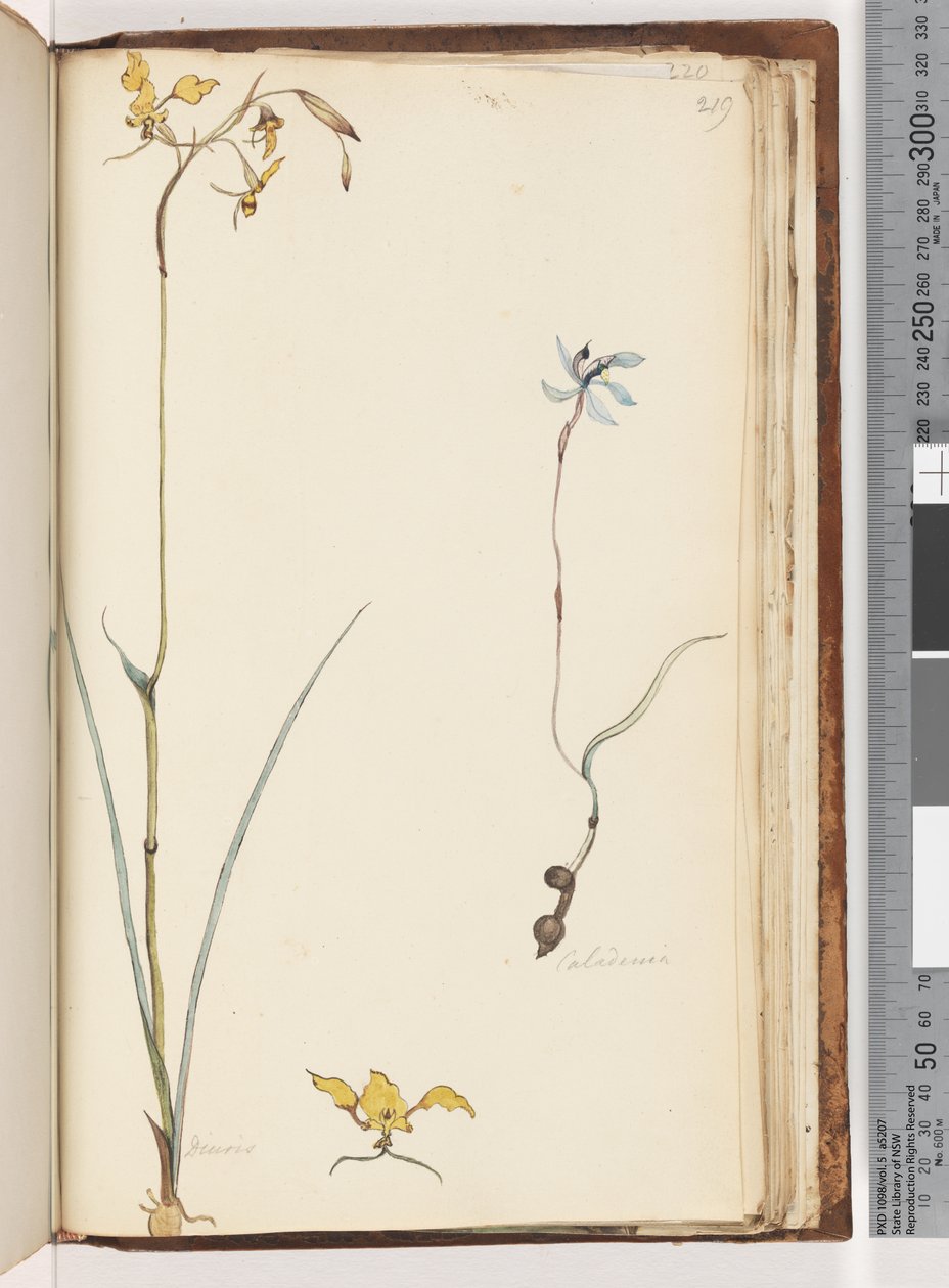 Página 219. Caladenia - Diuris duas plantas de Unknown artist