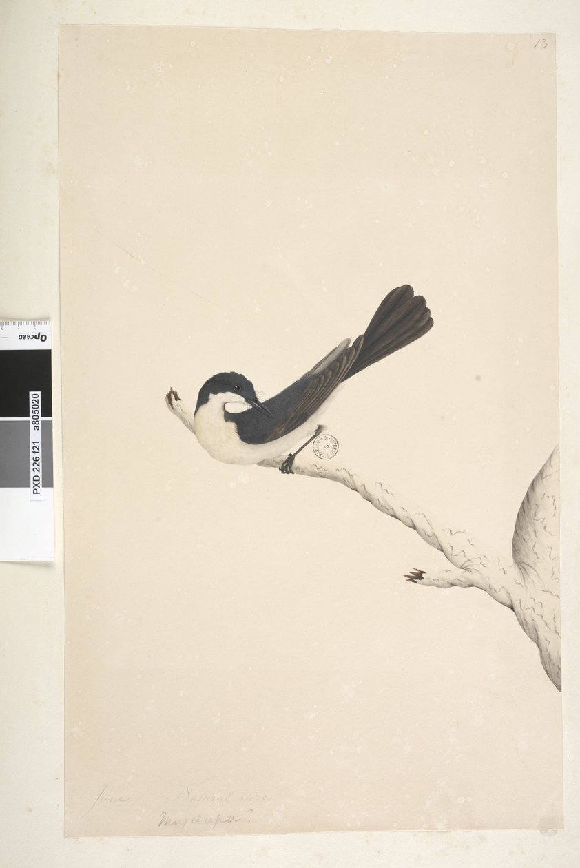 Página 21. Musciopa. título acima na mão diferente de junho. Flycatcher inquieta de tamanho natural Myragra inquieta Seisura inquieta, 1791-92 de Unknown artist