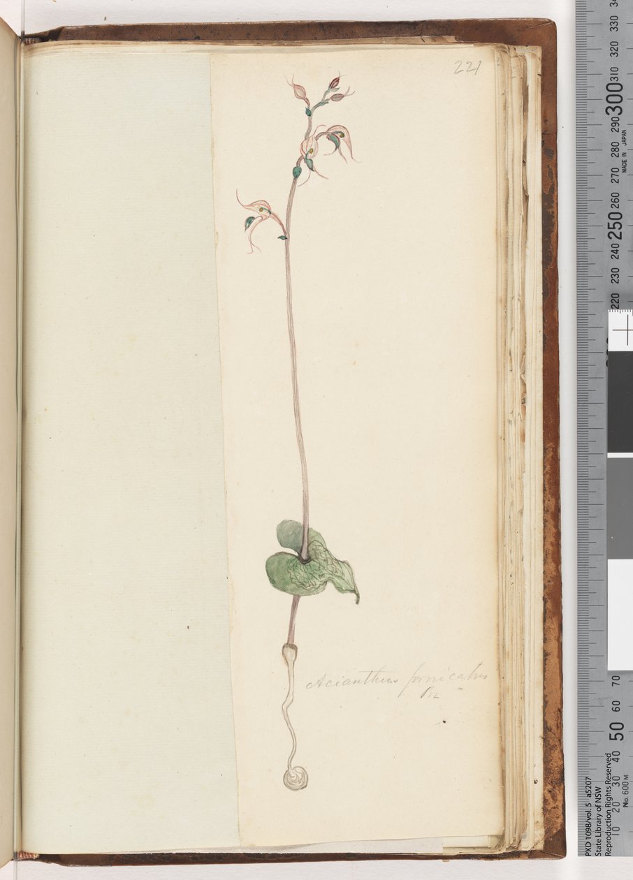 Página 221. Acianthus fornicatus Br, Pixie caps de Unknown artist