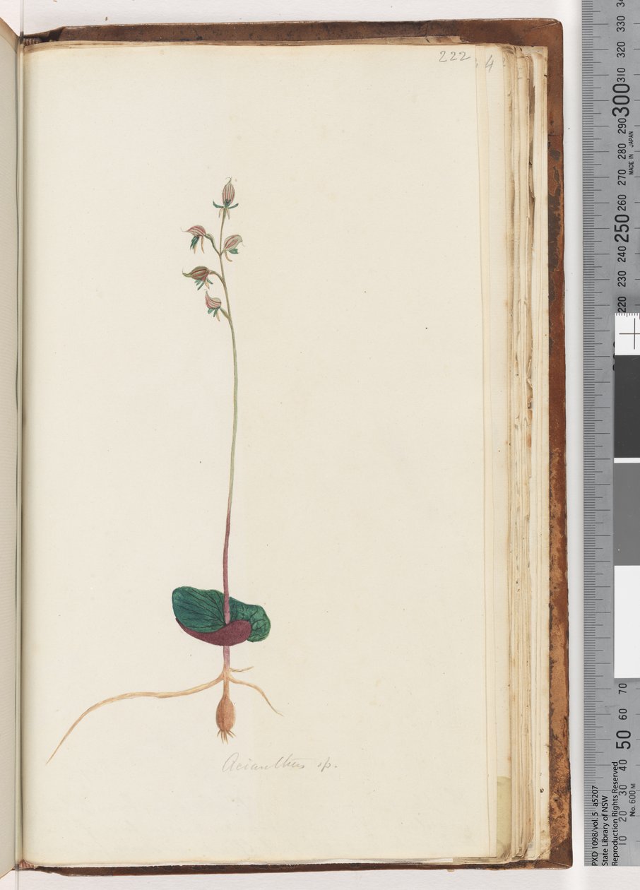 Página 222. Acianthus sp de Unknown artist