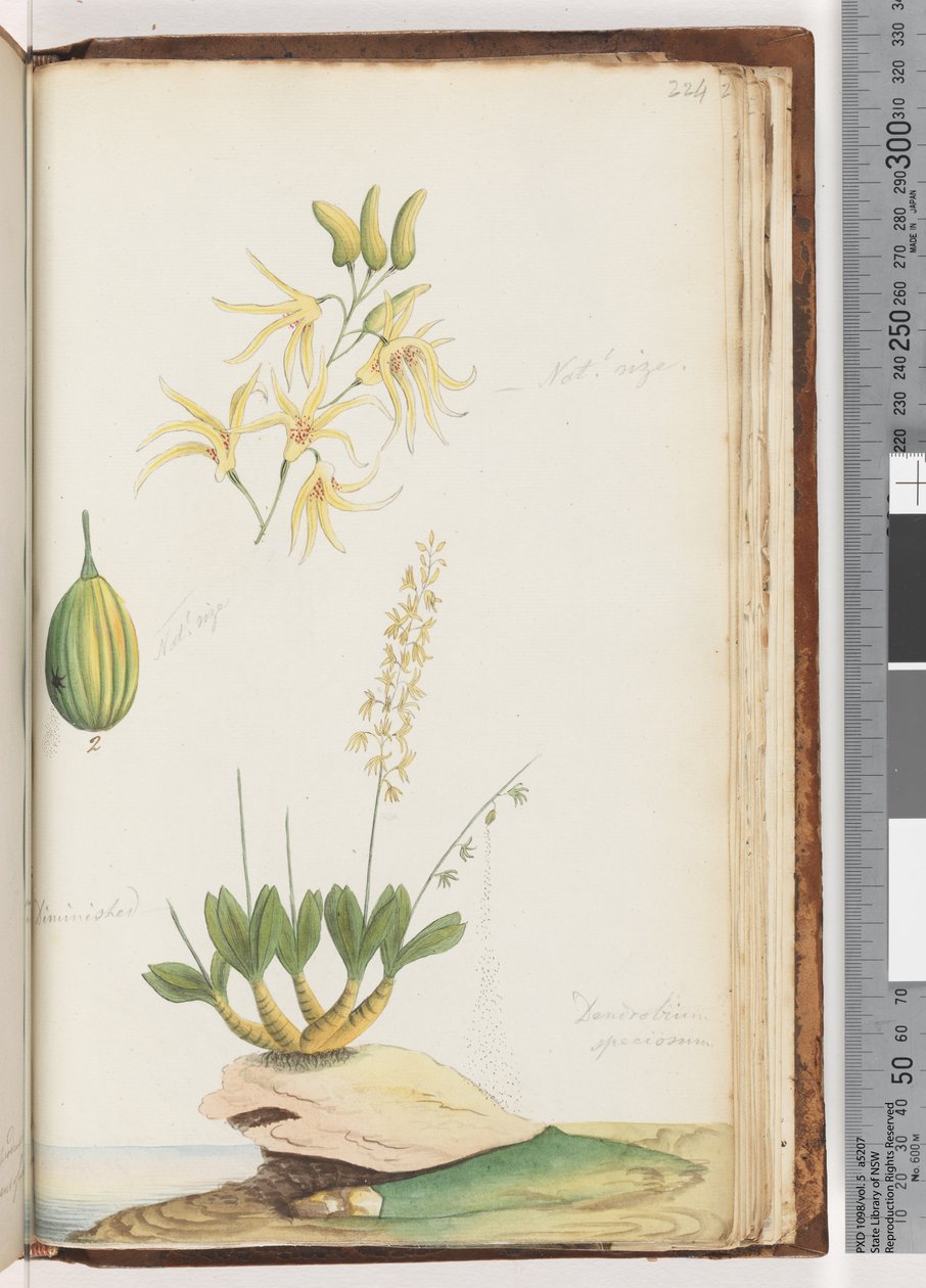 Página 224. Dendrobium speciosum - Rock Orchid de Unknown artist