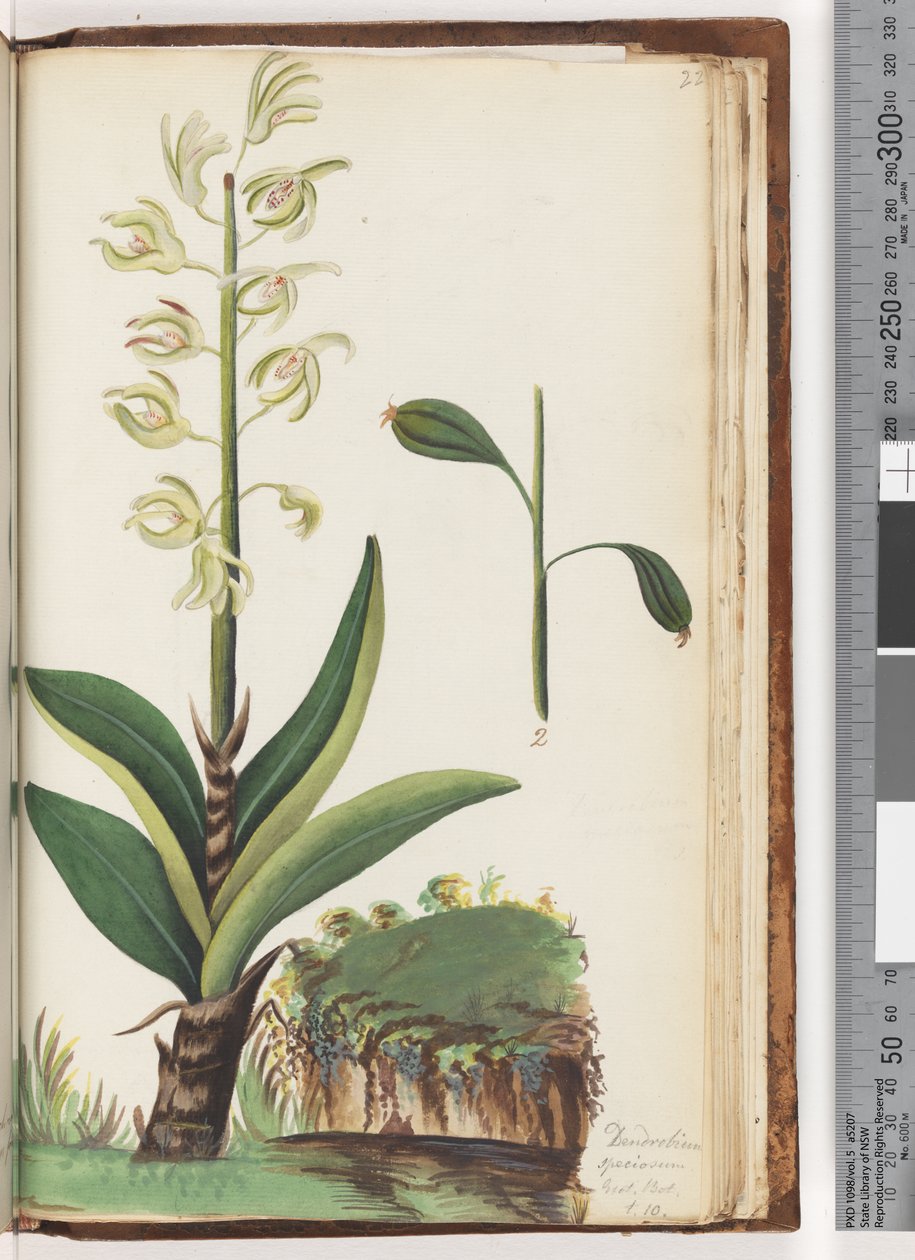 Página 225. Dendrobium speciosum Exot. Bot. T. 10 de Unknown artist