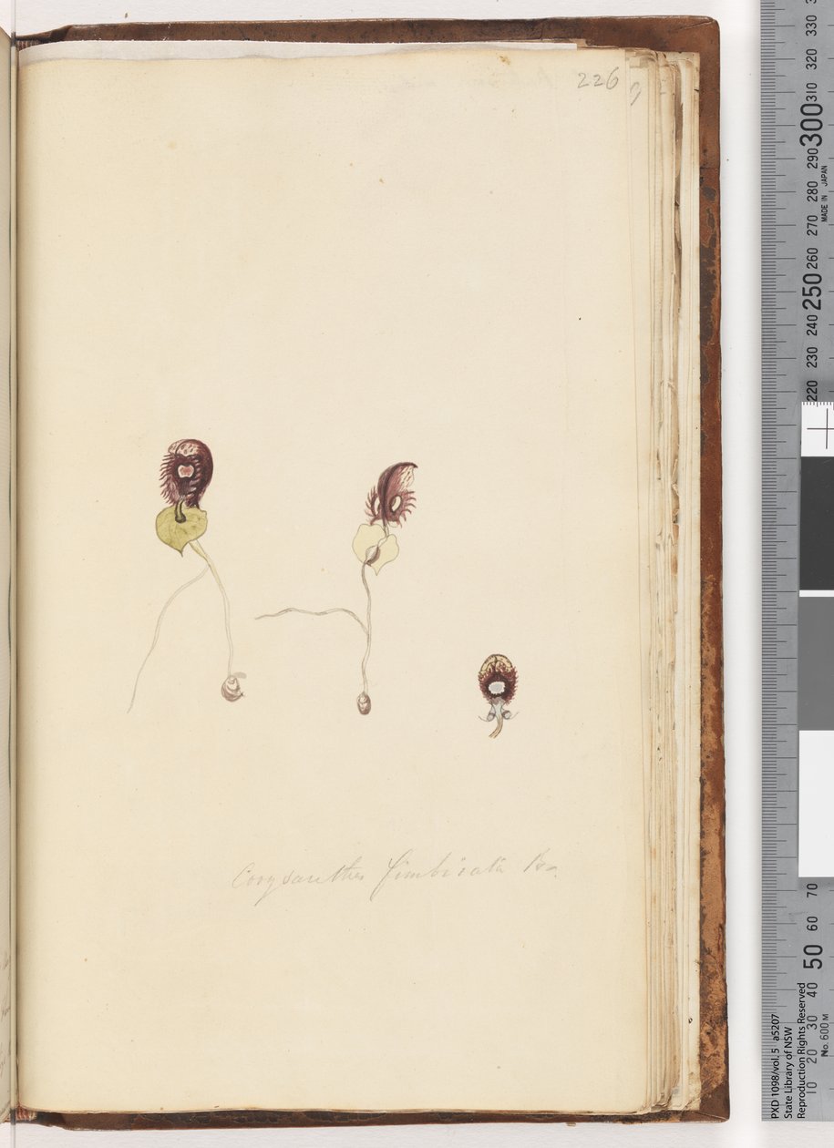 Página 226. Corysanthes fimbriata Br - Fringed Helmet Orchid de Unknown artist