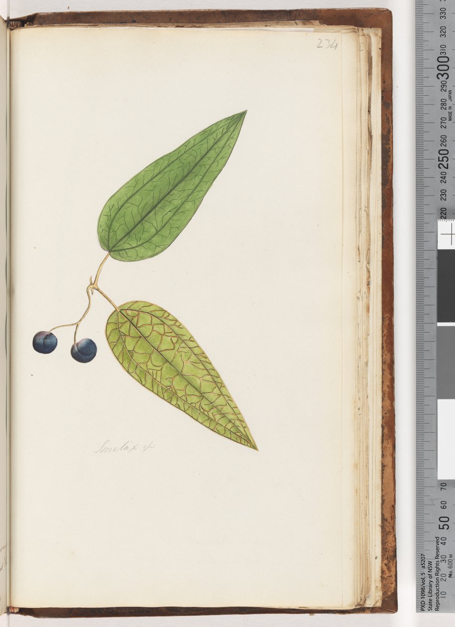 Página 234. Smilax sp Sweet Sarsaparilla de Unknown artist