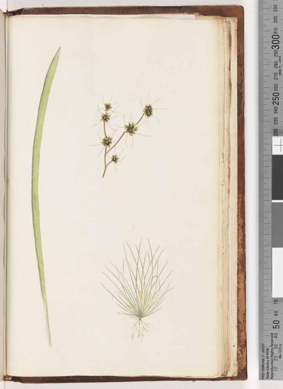 Página 234a. 1-4 planta não identificada de Unknown artist