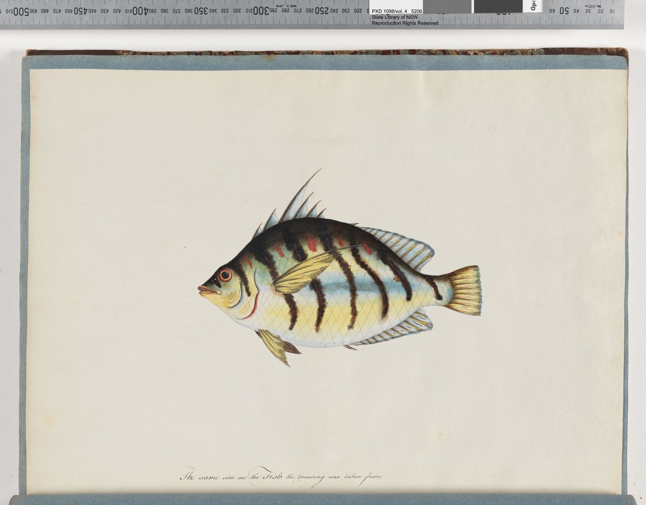 Página 23. Peixe não identificado de Unknown artist