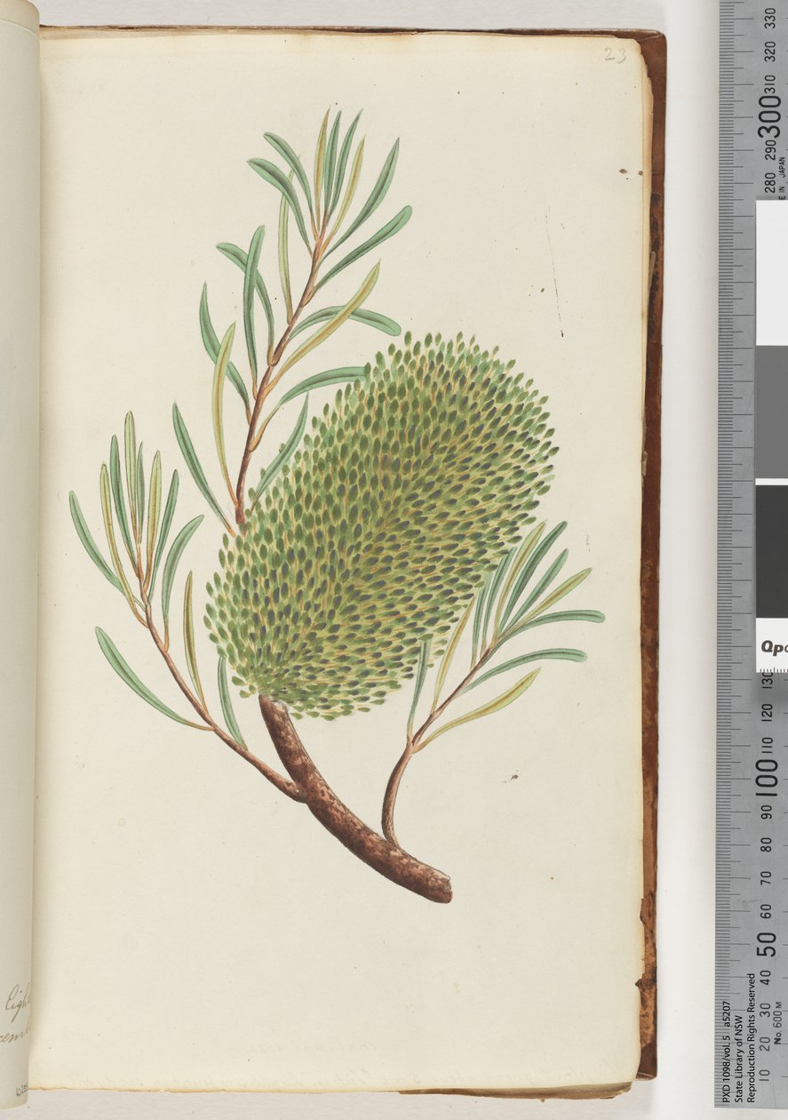 Página 23. Planta com flores sem nome de Unknown artist