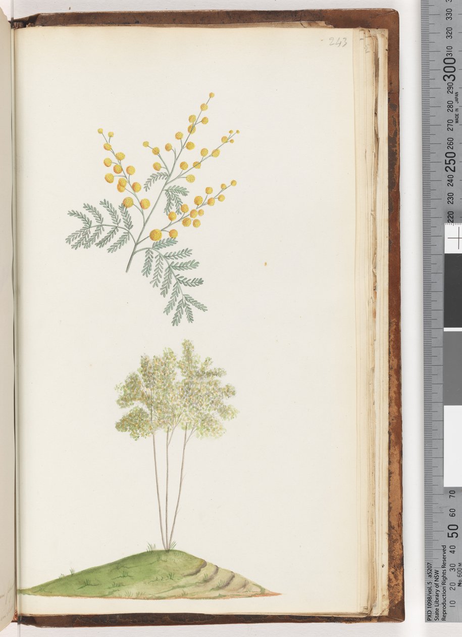 Página 243. Planta com flor sem nome de Unknown artist