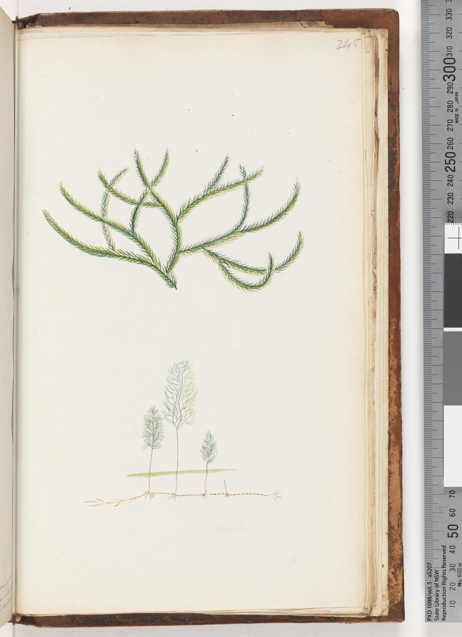 Página 245. Sem inscrição, planta não identificada de Unknown artist