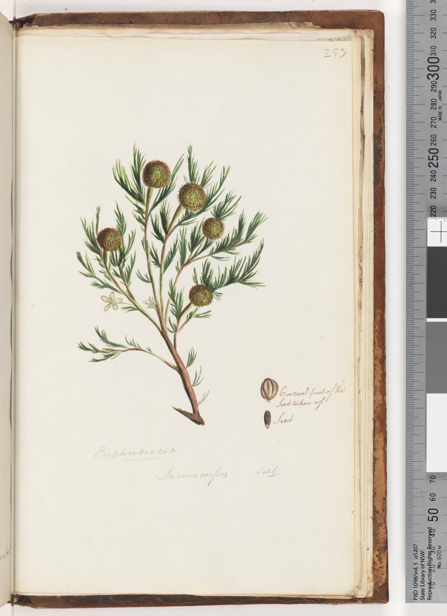 Página 253. Euphorbiaceae - Ricinocarpus ... Bush casamento de Unknown artist