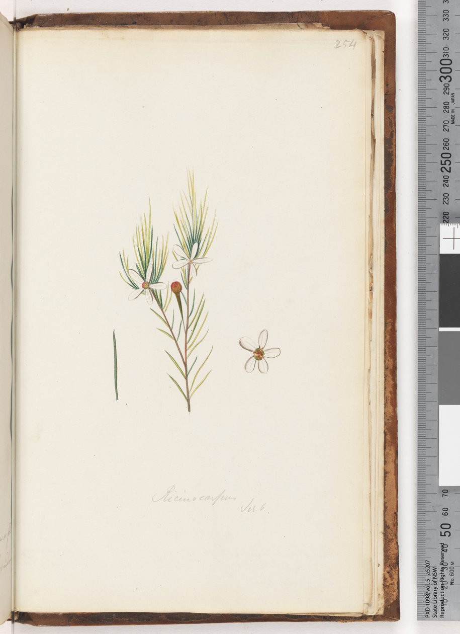 Página 254. Ricinocarpus -  de Unknown artist
