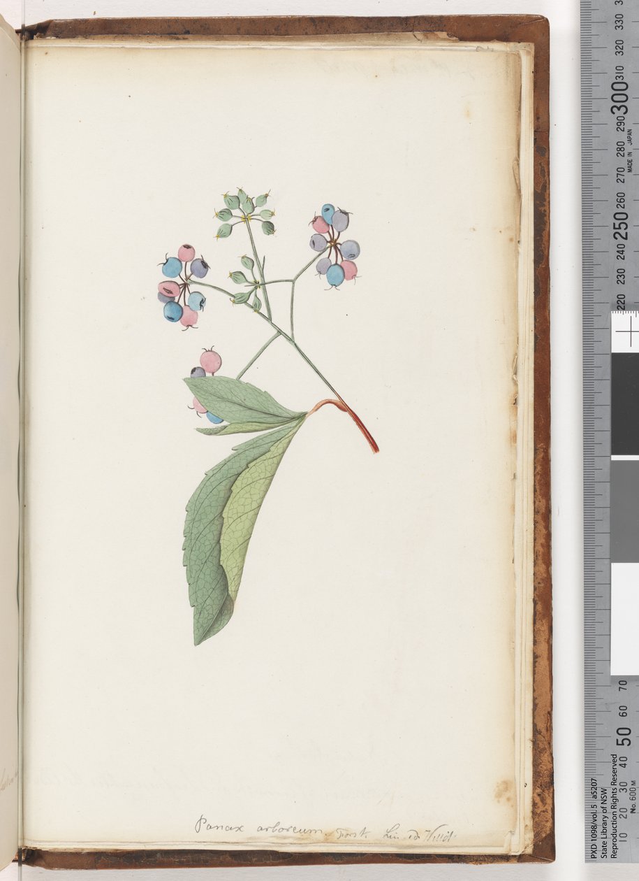 Página 256a. Planta sem nome de Unknown artist