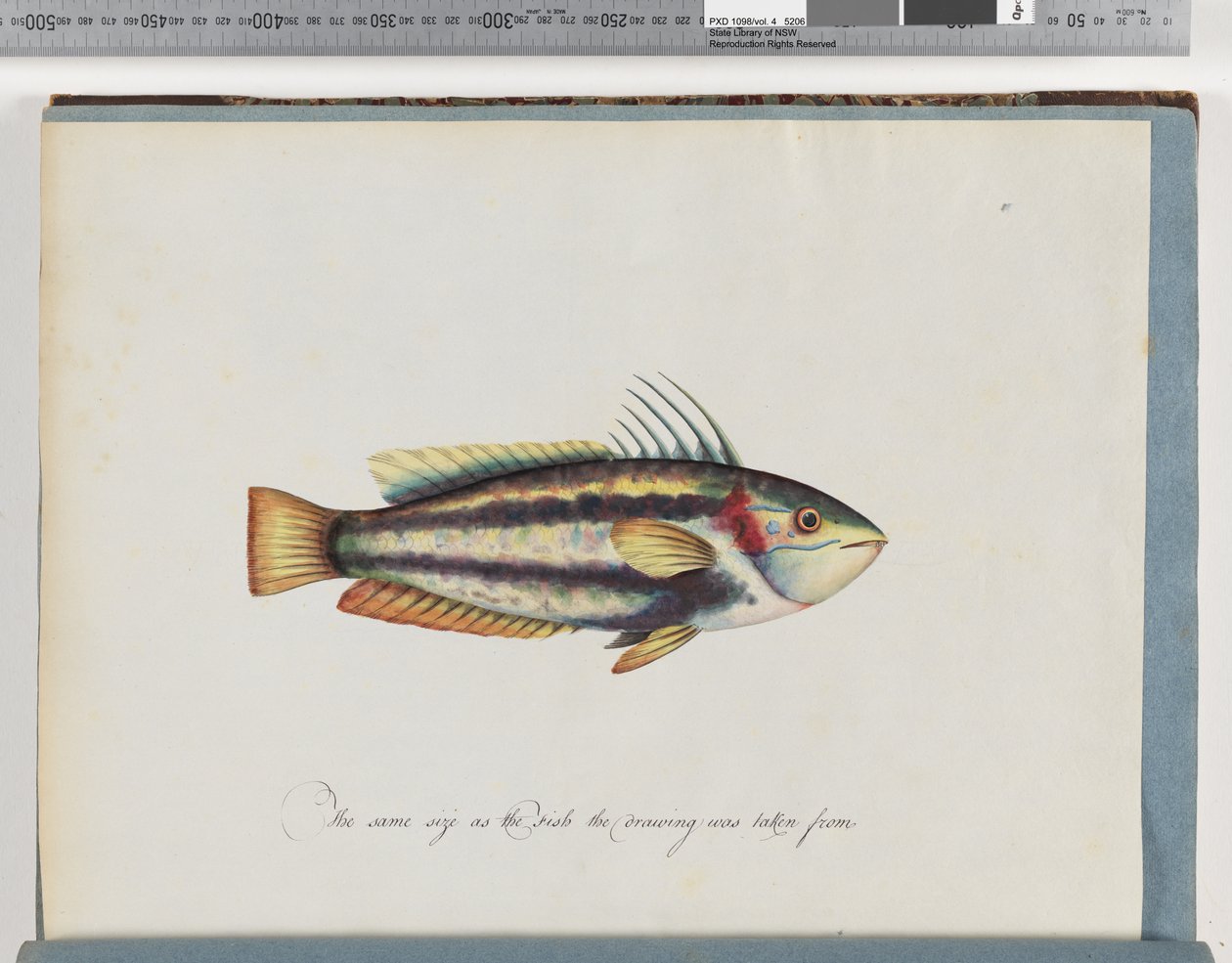 Página 25. Peixes não identificados de Unknown artist