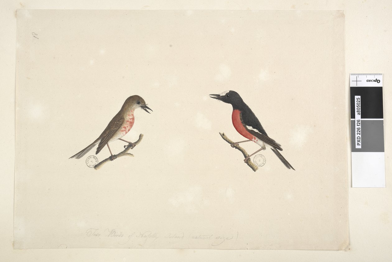 Página 26. Dois pássaros da Ilha Norfolk de Unknown artist