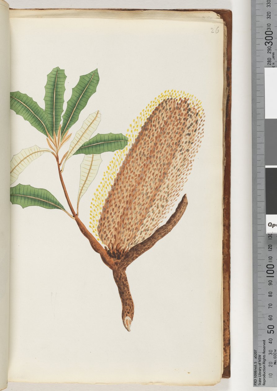 Página 26. Planta com flores sem nome de Unknown artist