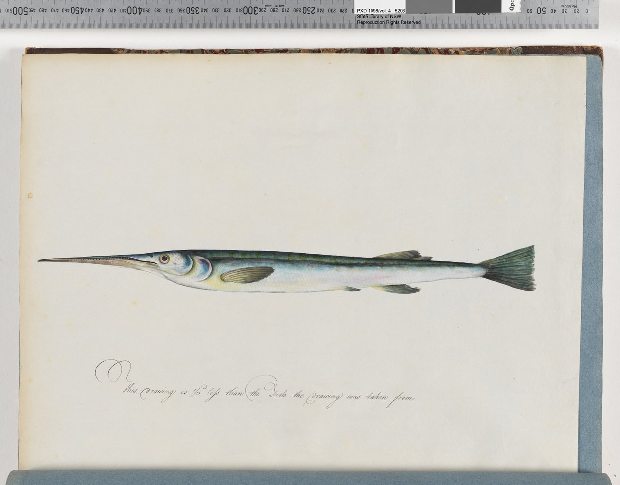 Página 27. Peixe não identificado de Unknown artist