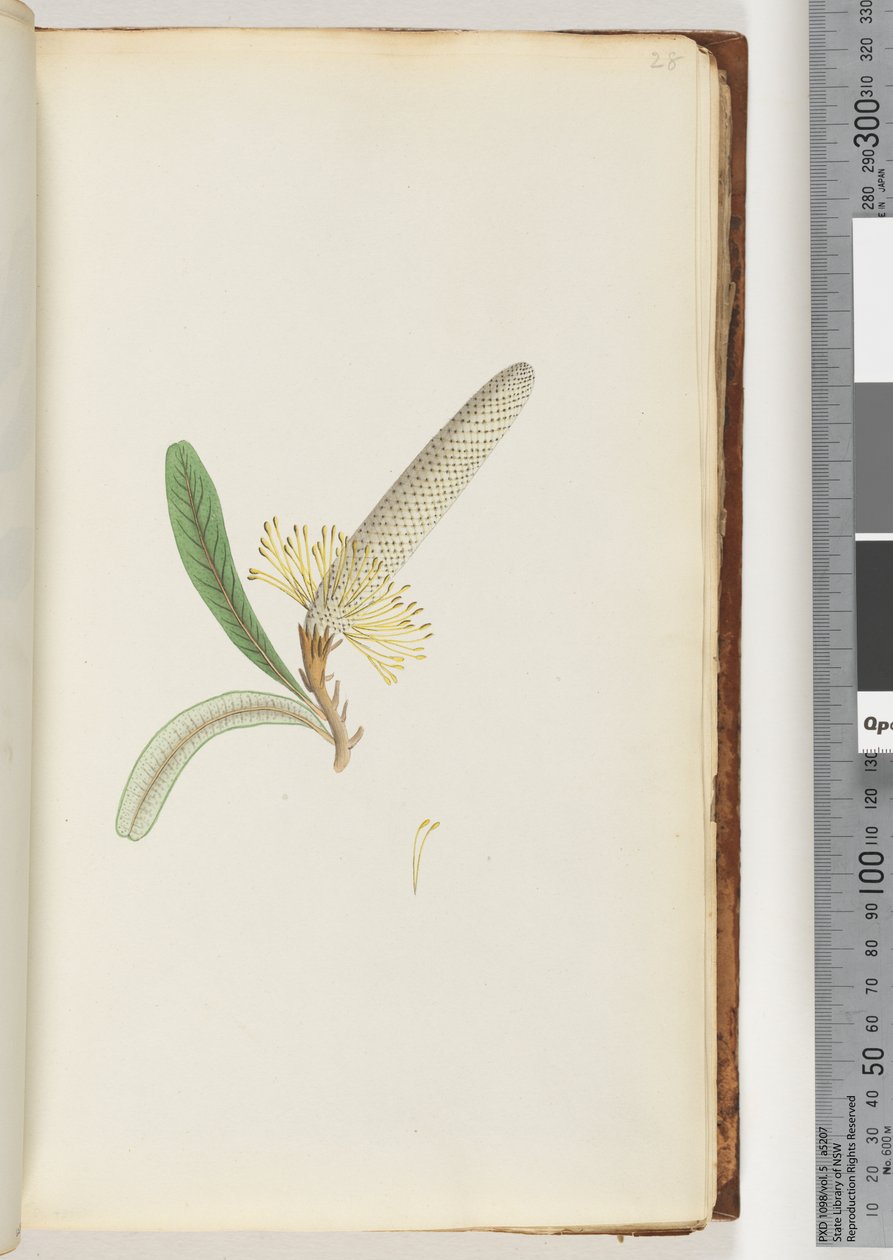 Página 28. Planta com flores, "uma trepadeira" de Unknown artist