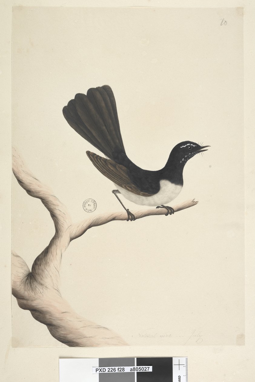 Página 28. Tamanho natural, July Willie Wagtail Rhipidura leucophrys, 1791-92 de Unknown artist