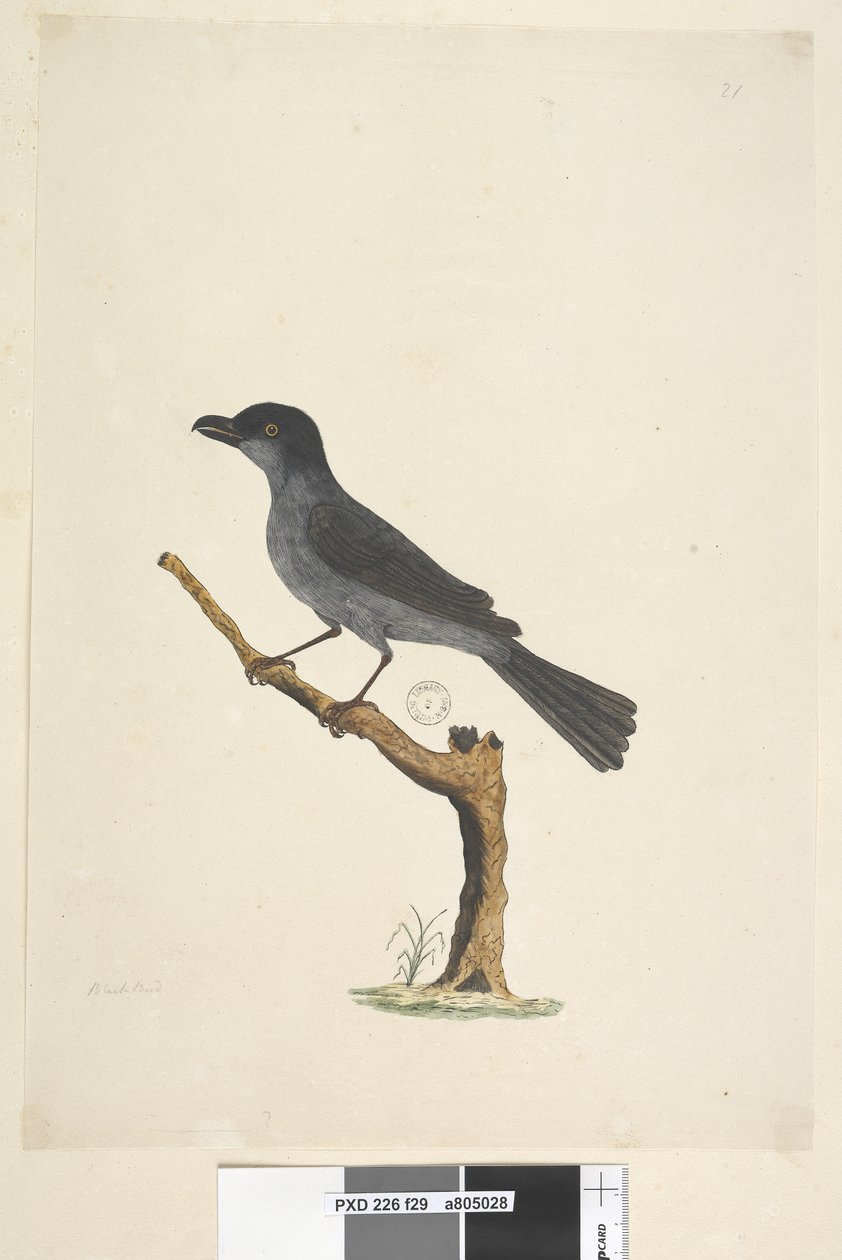 Página 29. Blackbird Ilha de Norfolk Blackbird Aplonis fuscus, masculino, 1791-92 de Unknown artist