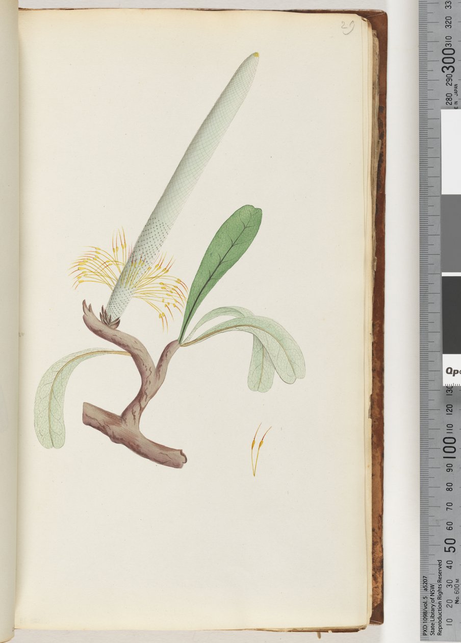 Página 29. Coast Banksia de Unknown artist