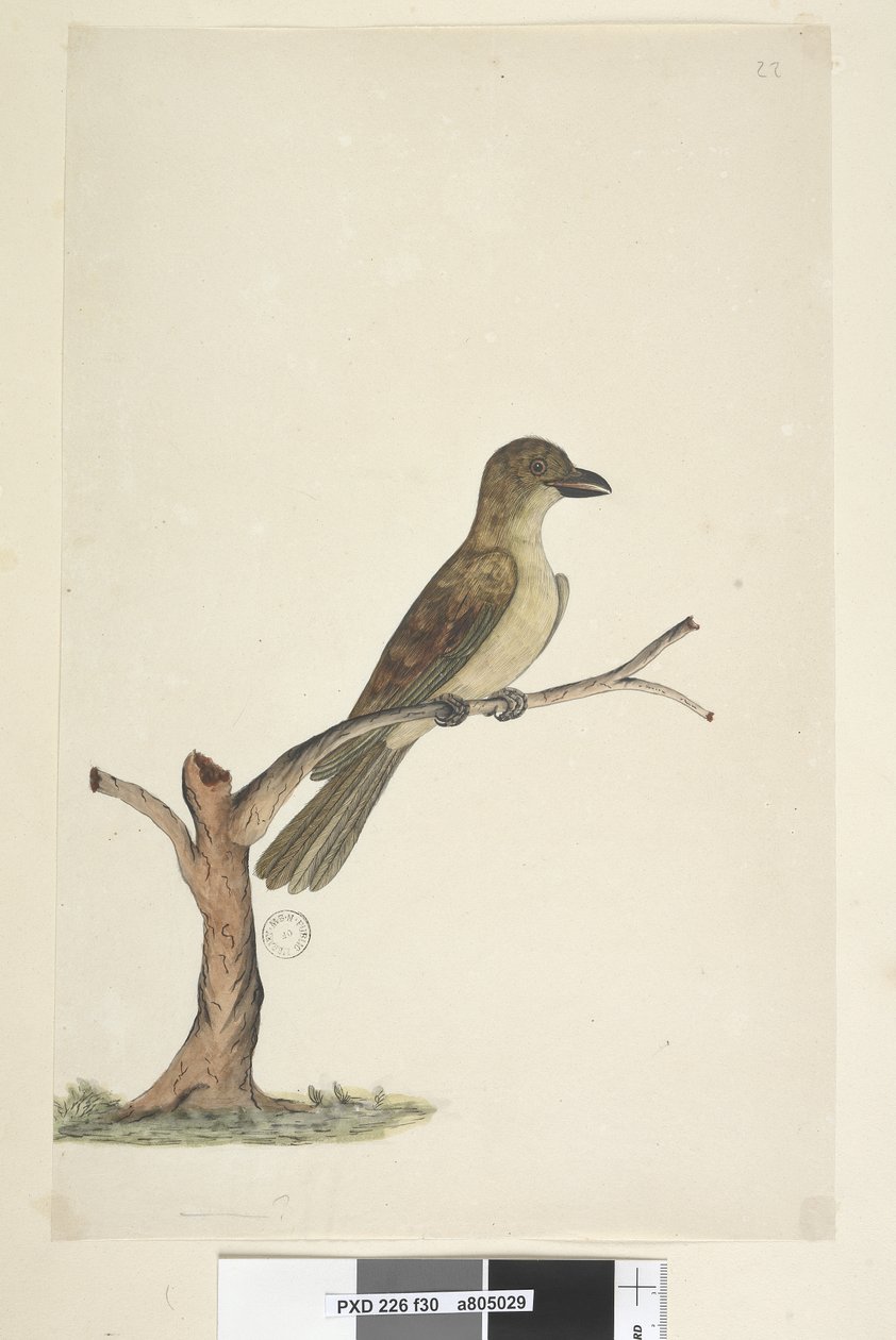 Página 30. ... Norfolk Island Blackbird Aplonis fuscus, fêmea, 1791-92 de Unknown artist