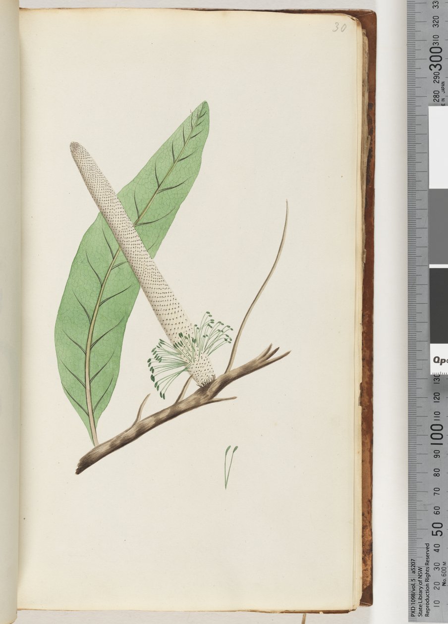 Página 30. Plant, a Banksia de Unknown artist