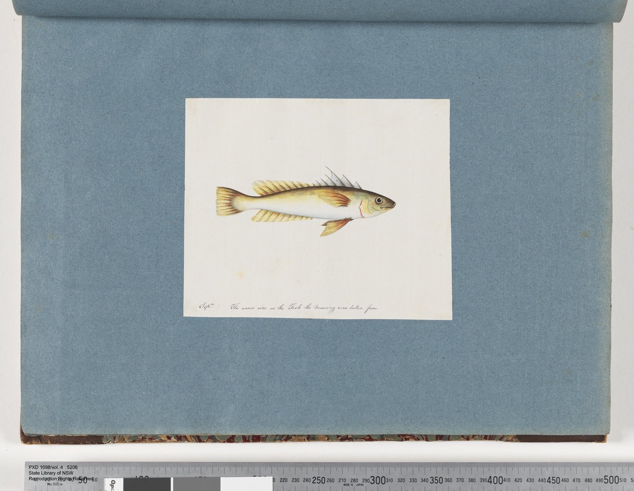 Página 30. Peixes não identificados de Unknown artist